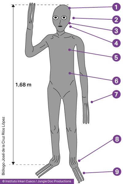 Cuerpo del humanoide híbrido María