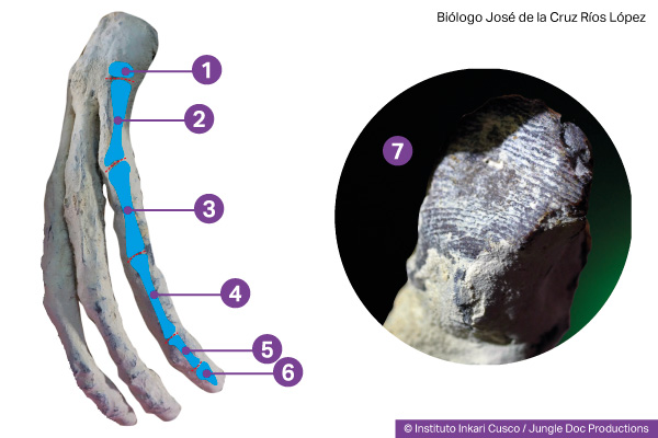 Mano del humanoide híbrido María