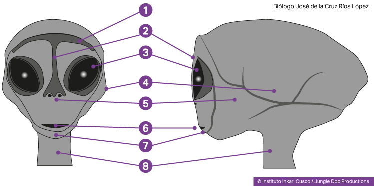 Tête d'humanoïde reptilien Tête d'humanoïde reptilien
