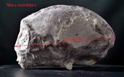 Cráneos de reptiles humanoides: sólo un problema de escala