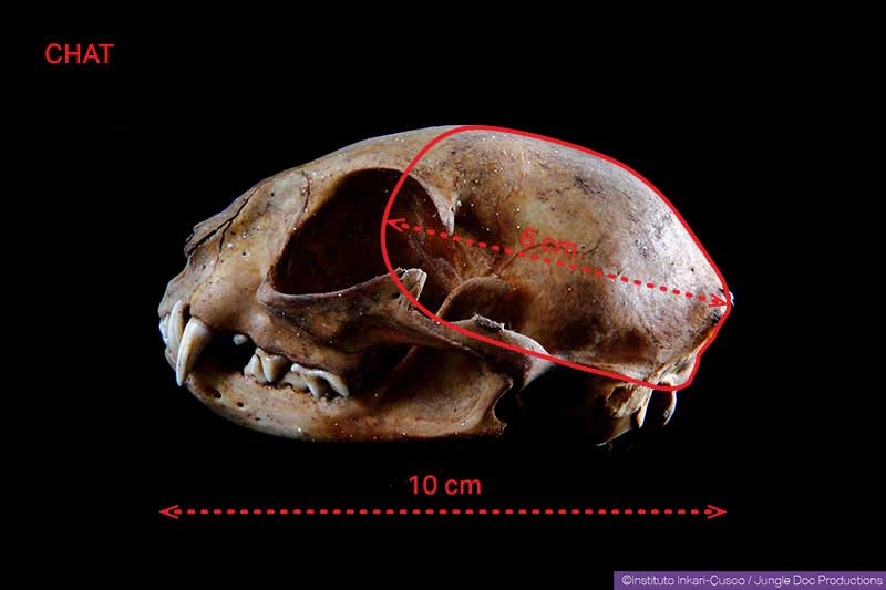 In red, part allegedly carved in a cat’s skull.