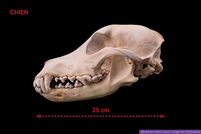 Crâne de chien.