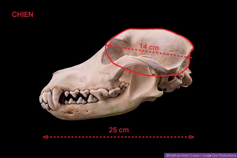 In red, part allegedly carved in a dog's skull.