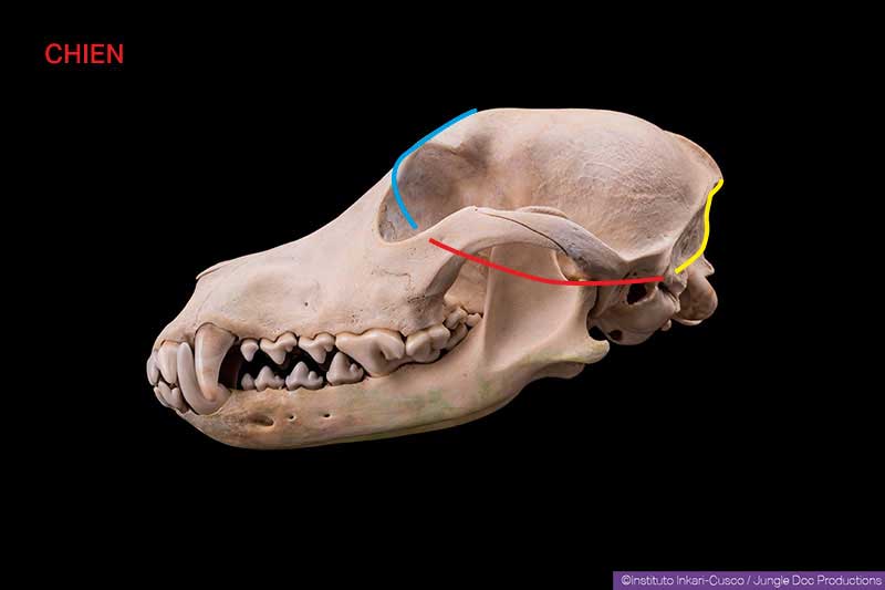representation of the parts of the dog's skull to modify.