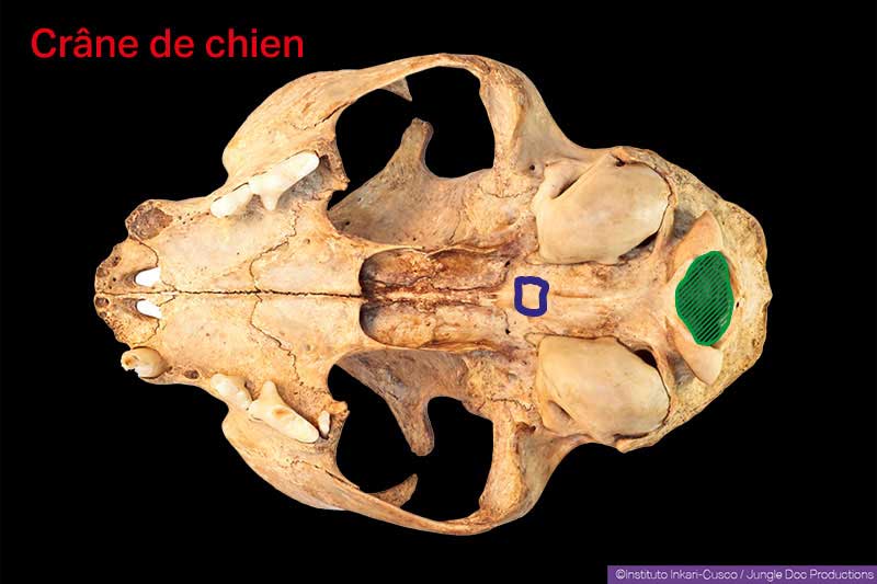 Dog's skull. in green the occipital hole that should be recorked. In purple, the occipital hole that should be dug.