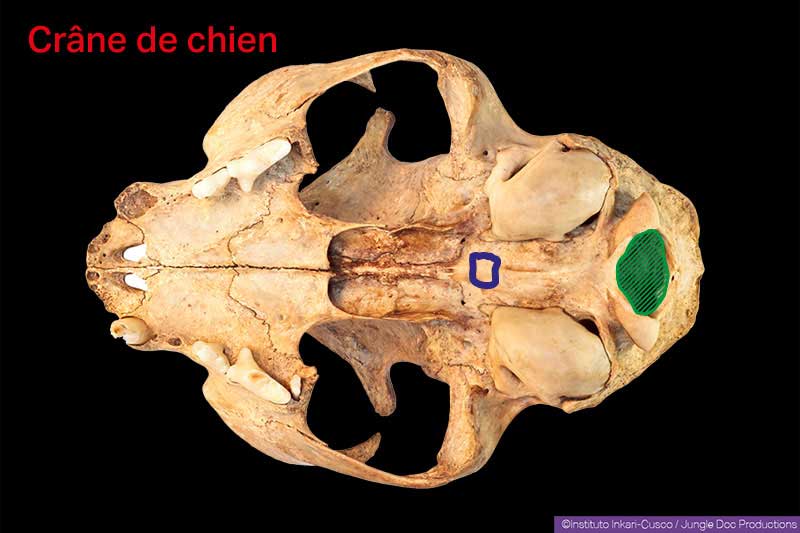 Crâne de chien. En vert le trou occipital qu’il faudrait « reboucher ». En violet, le trou occipital qu’il faudrait creuser.