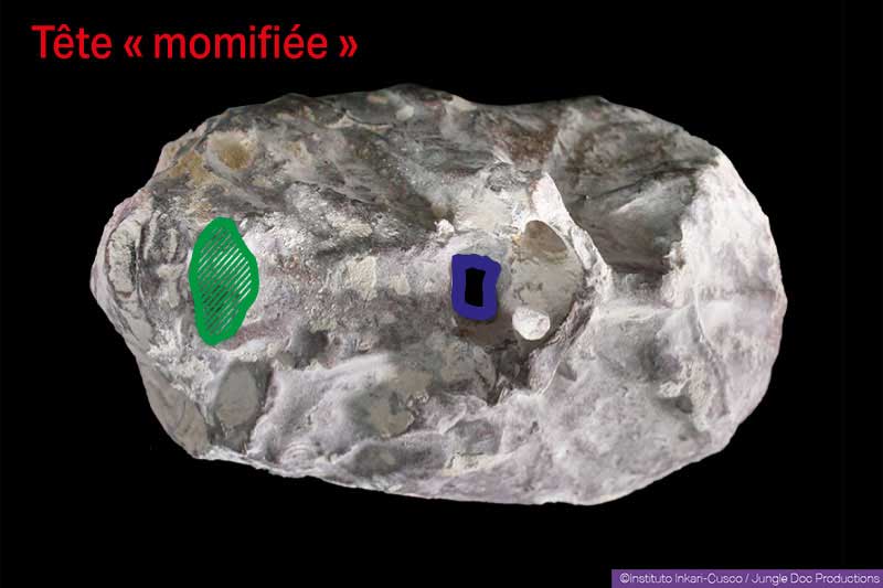 Mummified skull. in green, the original occipital hole that should be recorked. In purple, the new occipital hole that should be dug.