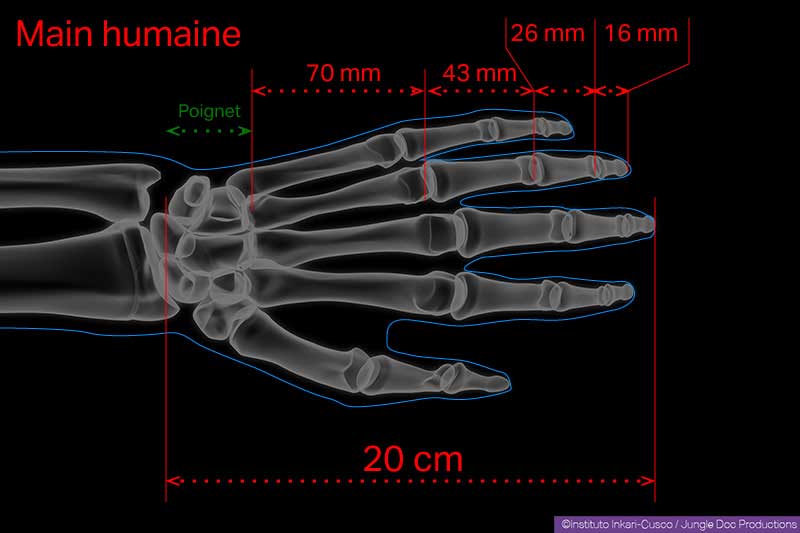 Main humaine