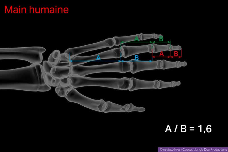 Le nombre d’or régit la relation de la longueur des différents os d’une main humaine.