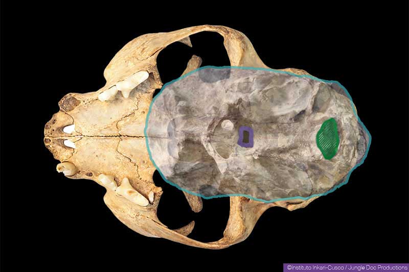 Superimposition of a mummified skull and a dog's skull.