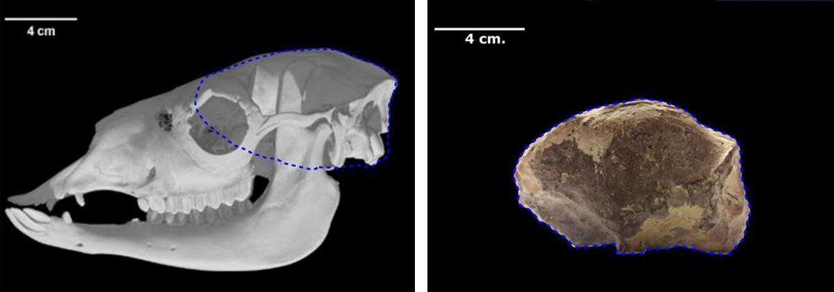 Llama's skull and skull of tridactyl entity