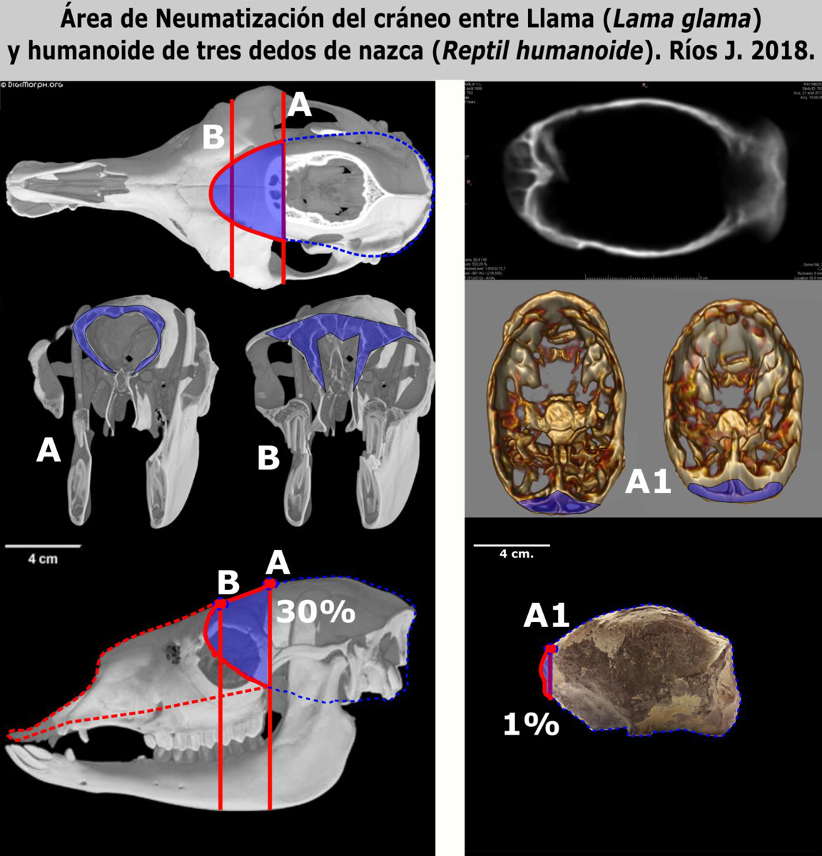 Comparison of tomographic sections of skulls (scanner images) between the Lama (Lama glama) and the three-fingered Nasca humanoid (Humanoid Reptile). Rios J. 2018
