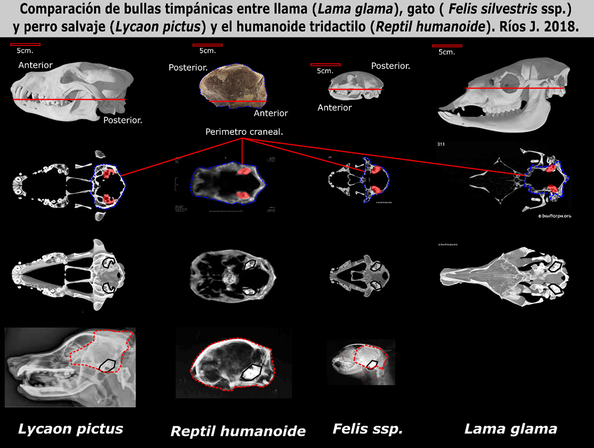 Comparison of tympanic bullae between lama, cat, wild dog and the tridactyl humanoid